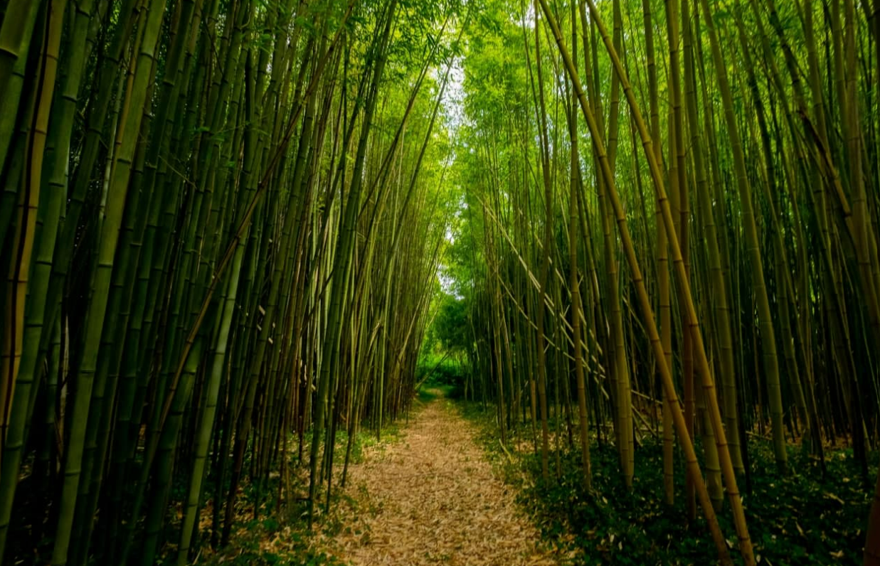 Escalera artesanal 100% bambú natural color negro/natural para decoración —  Dbambu